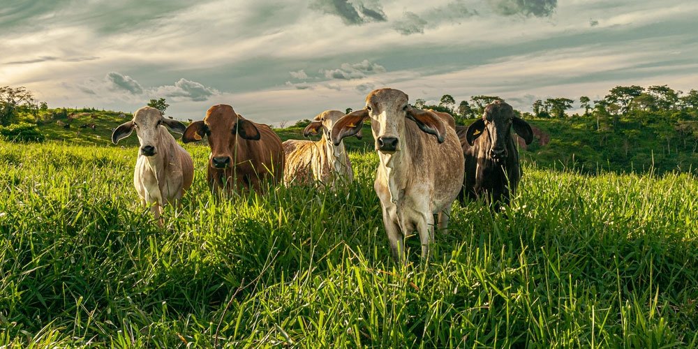 Ganadería sostenible, ¿cómo lograr que la industria sea más amigable con el medio ambiente?